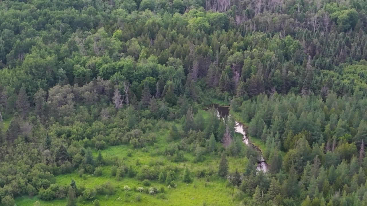 Droneoverblik over en lys, græsklædt vådområde-lysning med en smal, snoet bæk, omgivet af tæt Michigan-skov.