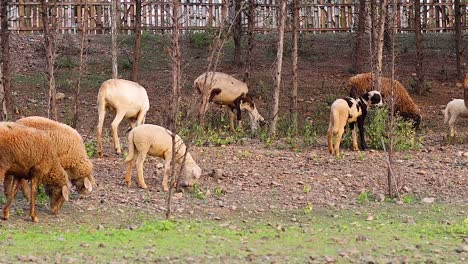 a group of sheep feeding on sparse grass near a wooded area with visible tree trunks.
