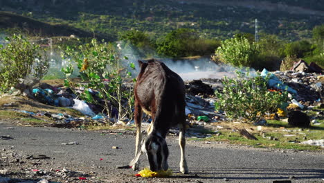 goat scavenging for food through plastic pollution trash