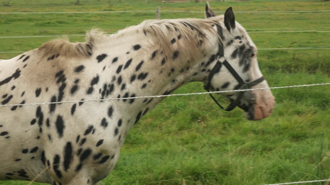 caballo leopardo manchado, caballo blanco con puntos negros de pie en la hierba