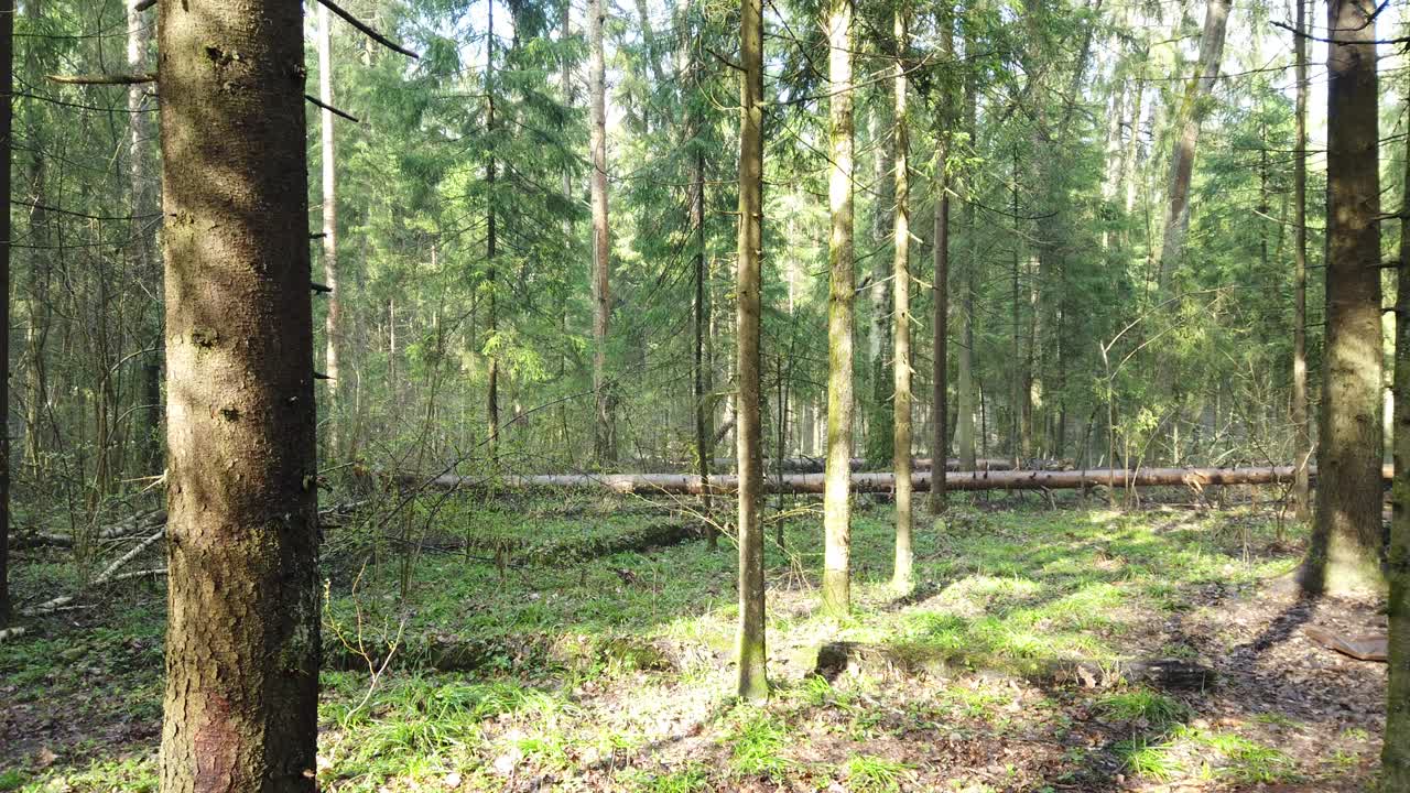 hermoso bosque místico con musgo verde y hermosos rayos de sol con vapor brumoso y lluvia.