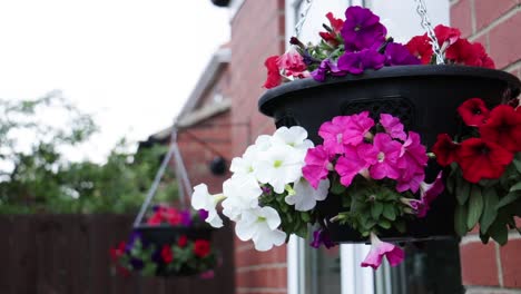 Close-up-shot-of-petunia-flowers-in-hanging-baskets-attached-to-an-urban-house-in-the-UK-on-an-overcast-day