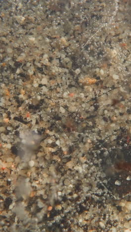 small pebbles of white gravel fall to bottom of river. bubbles of gas produced by plant rise up and pieces of dirt move by flow of water. underwater nature