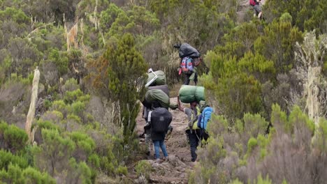 porters carry heavy equipment on their heads through the afro-alpine moorlands.