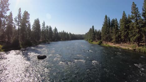 wide aerial rise upstream revealing a single bird and forest trees