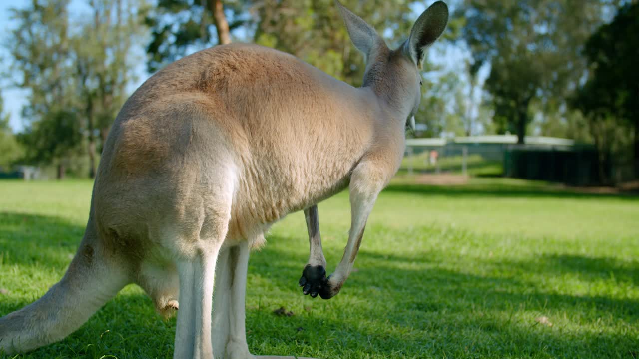SLOW MOTION, Red Kangaroo Scratching Itself On The Lawn