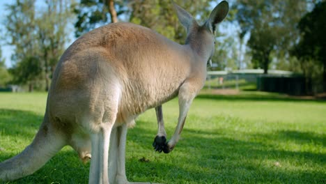 slow motion, red kangaroo scratching itself on the lawn
