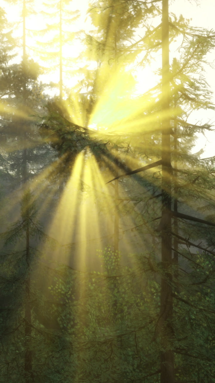 Sunlight shining through trees in forest during early morning hours