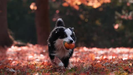 Tiro-Lento-De-Un-Perro-Border-Collie-Corriendo-Hacia-La-Cámara-Con-La-Pelota-En-La-Boca-En-Un-Parque-En-Otoño-Con-Hojas-Rojas-En-El-Suelo