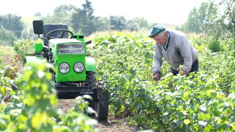 old farmer inspects the crop in the garden an old farmer inspects a crop of currant bushes in his field tractor in the background the concept of gardening