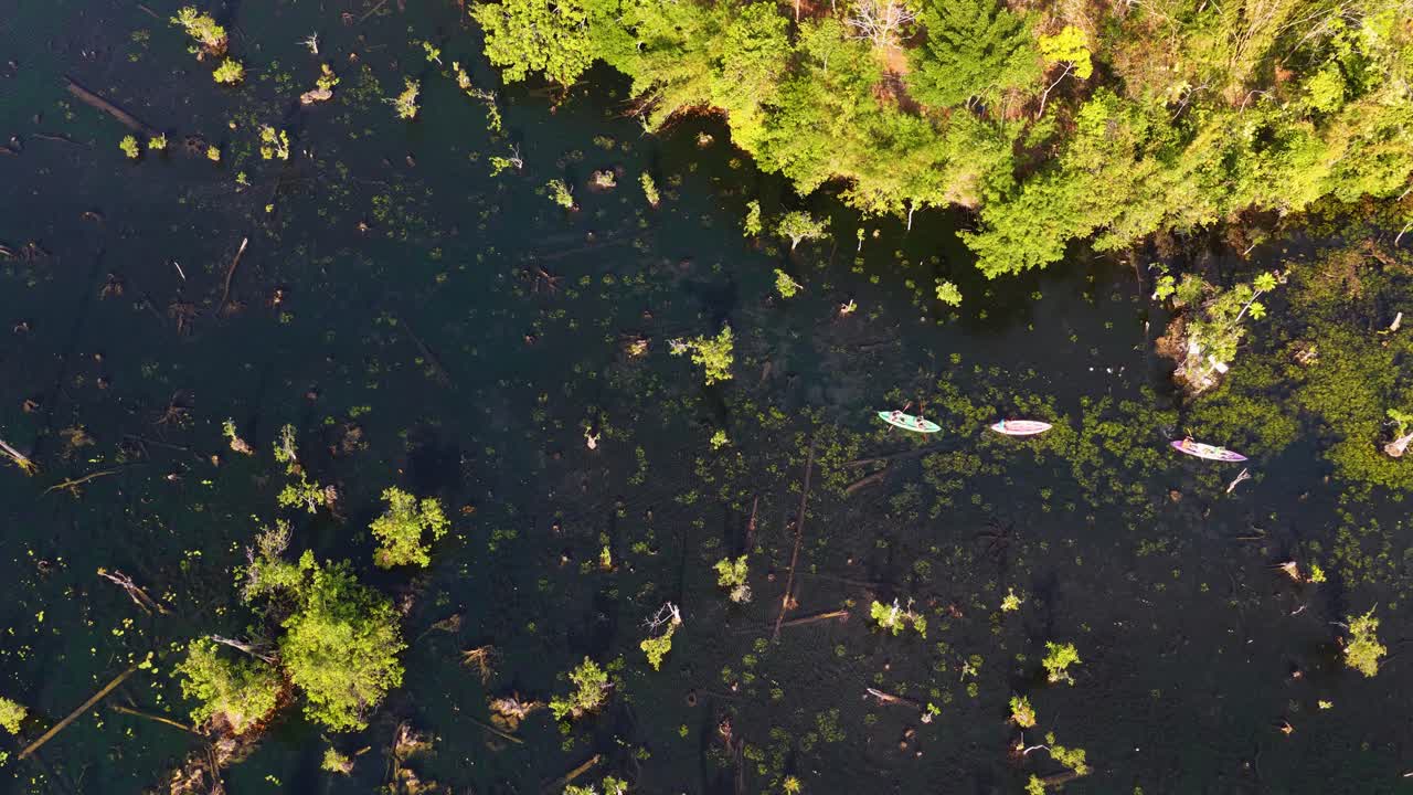 Drone shot captures people paddling kayaks through dense tropical vegetation in a calm swamp