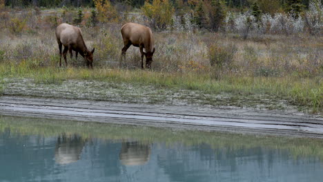 Female-elk-standing-by-river-eating-grass,-their-reflections-visible-in-the-water