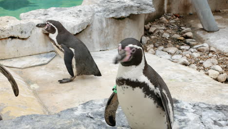 Magellan-Pinguine-Aus-Nächster-Nähe-Im-Zoo