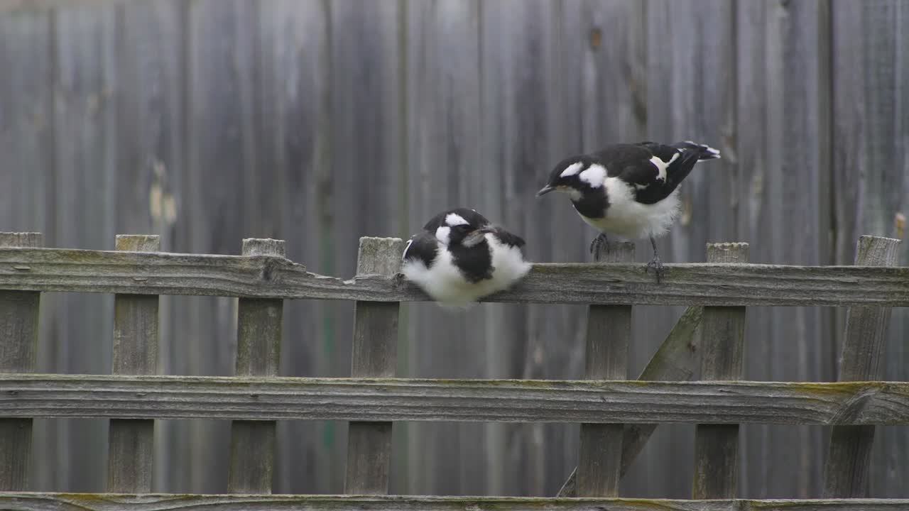 마피-라크 (magpie-lark) 는 호주 마프라-기프스랜드-빅토리아 (victoria-gippsland) 의 울타리 트레일리스 (fence trellis) 에 앉아 있는 어린 새끼들이다.