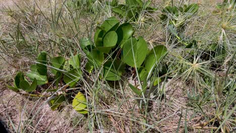 close-up of grass and plants in beach area