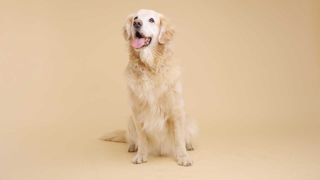 골든 레트리버 개