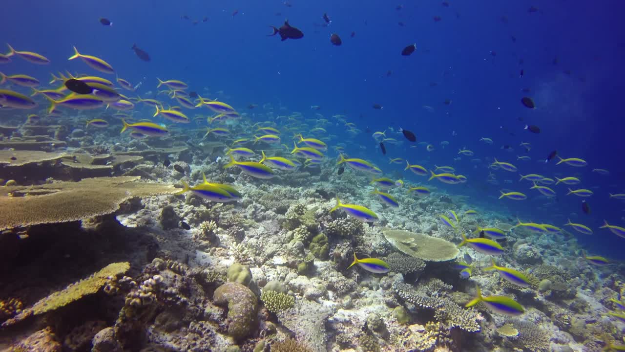 muchos fusileros de neón nadando sobre el arrecife de coral en las maldivas