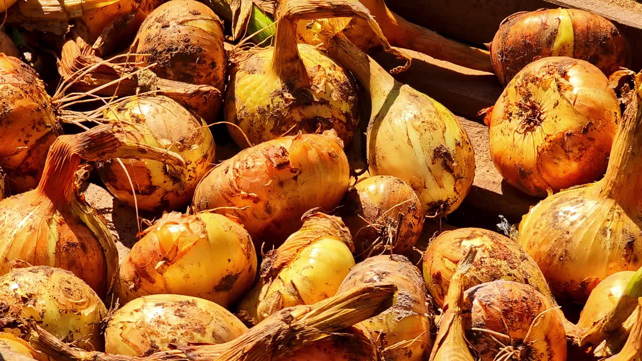 Freshly harvested onions with roots and soil remains drying in wooden crate