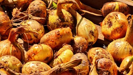 freshly harvested onions with roots and soil remains drying in wooden crate