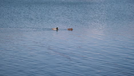 two ducks swimming upstream in the pond or river, calm clear blue turquoise water