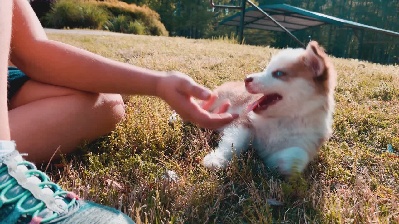 잔디 언덕에 파란 눈 허스키 강아지와 함께 노는 소녀