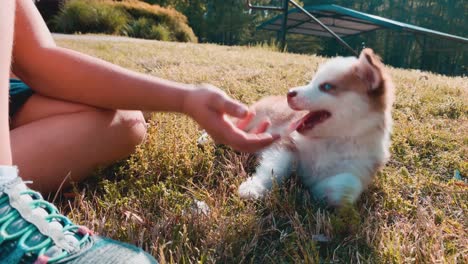 Girl-playing-with-blue-eyed-Husky-puppy-on-grassy-hillside