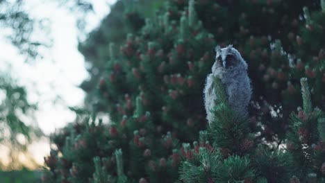 young long eared owl perched on green tree starring
