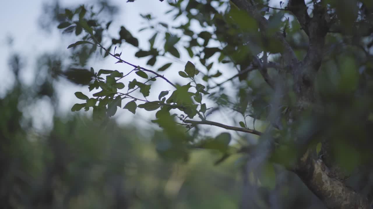foco suave de hojas y ramas soplando en el viento