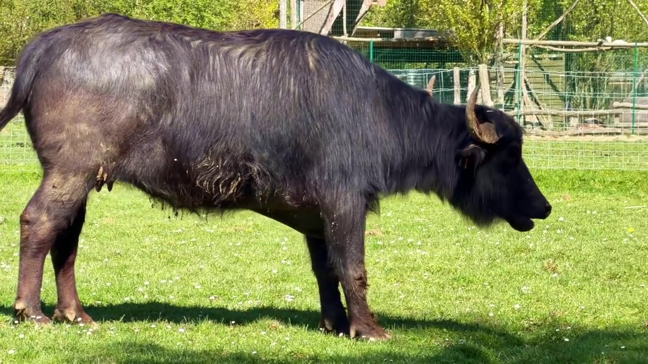 Großer schwarzer Wasserbüffel mit gebogenen Hörnern läuft über ein sonniges Feld auf einem Bauernhof