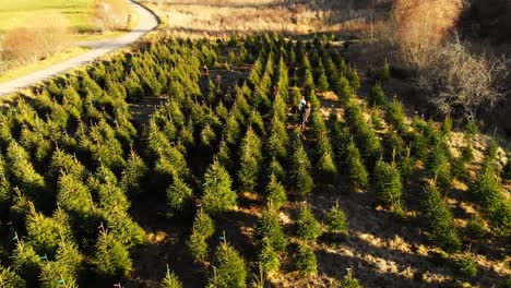 tomas de drones haciendo crecer un hermoso árbol de navidad