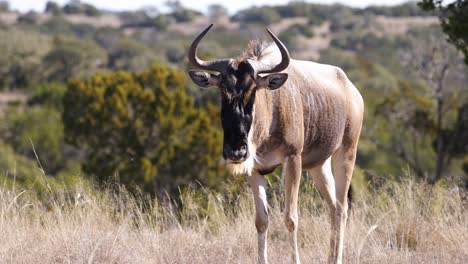 motionless wildebeest stares at camera in african savannah