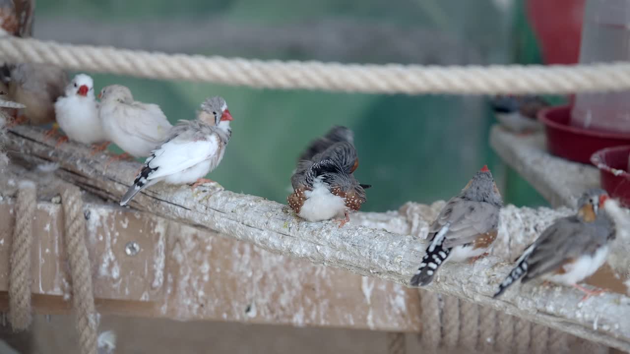 Zebra Finches Perched on a Rope
