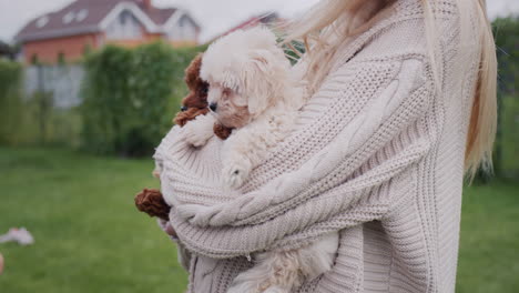 the hands of a woman in a warm sweater hold an armful of small maltipoo puppies