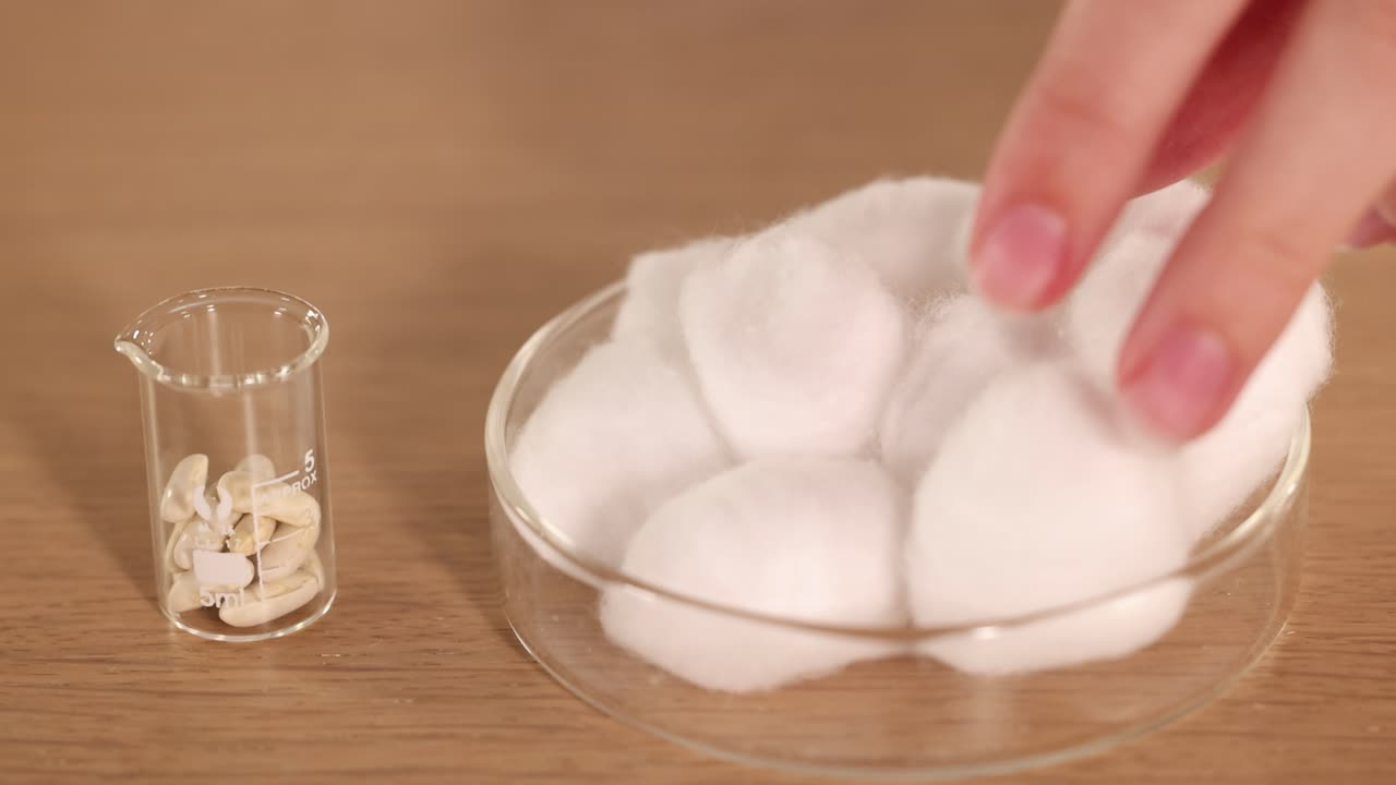 A scientist arranges cotton balls in a petri dish beside a beaker of seeds under bright lighting