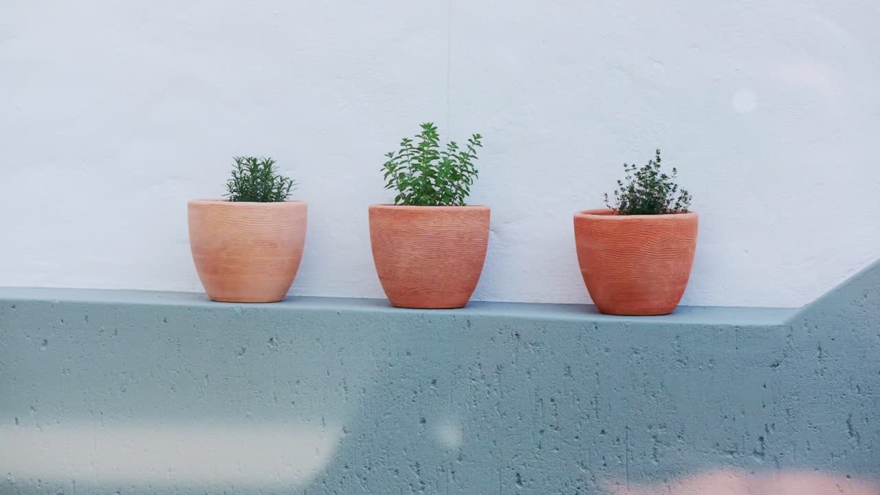Tre vasi di terracotta su un muro con erbe aromatiche.