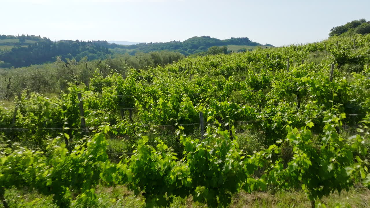 Drone flyover grapevine plants at olive trees in Tuscany, Italy, sunny day
