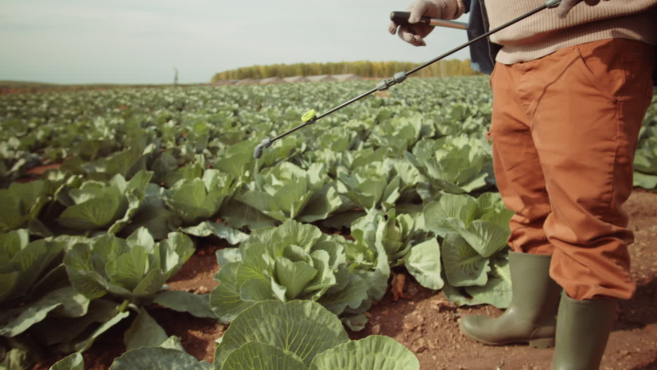 hombre negro con máscara rociando repollo en el campo de la granja