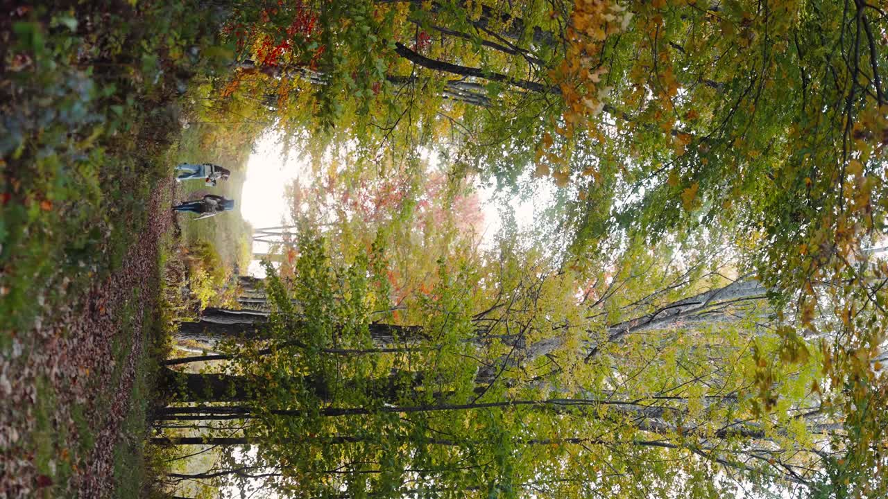 Walking through forest trail with foliage (VERTICAL FOOTAGE 4k30p)