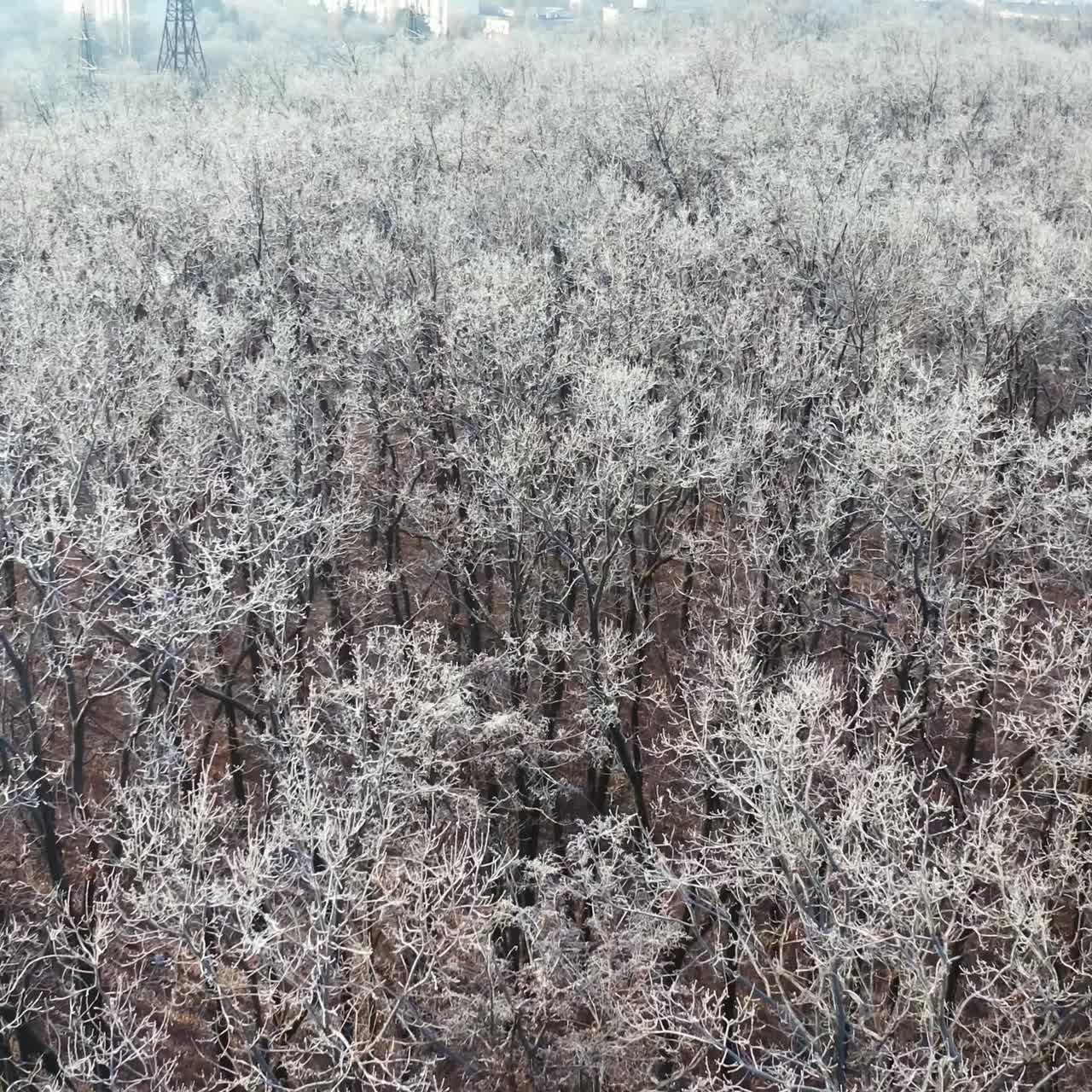 Aerial winter forest view