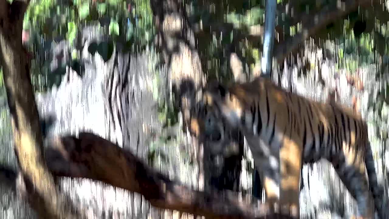 el tigre camina con gracia sobre un tronco en el zoológico