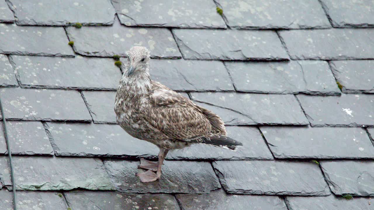Young gull with wet feathers stands alert on damp rooftop, overcast daylight, minimal camera movement