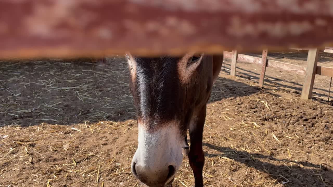 Inquadratura di un asino dietro una recinzione di legno con un pony Shetland che entra nell'inquadratura