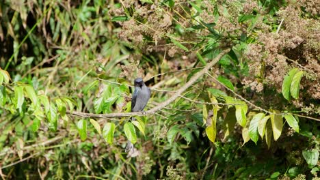 visto posado en una rama mientras mira a su alrededor y luego vuela hacia el frente mientras se fija en un objetivo, ceniciento drongo dicrurus leucophaeus, parque nacional de khao yai, tailandia