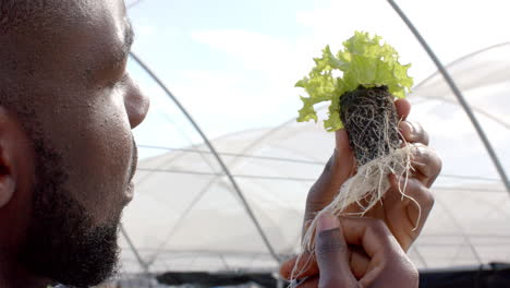 inspecting roots of hydroponic lettuce plant, african american man examining in greenhouse