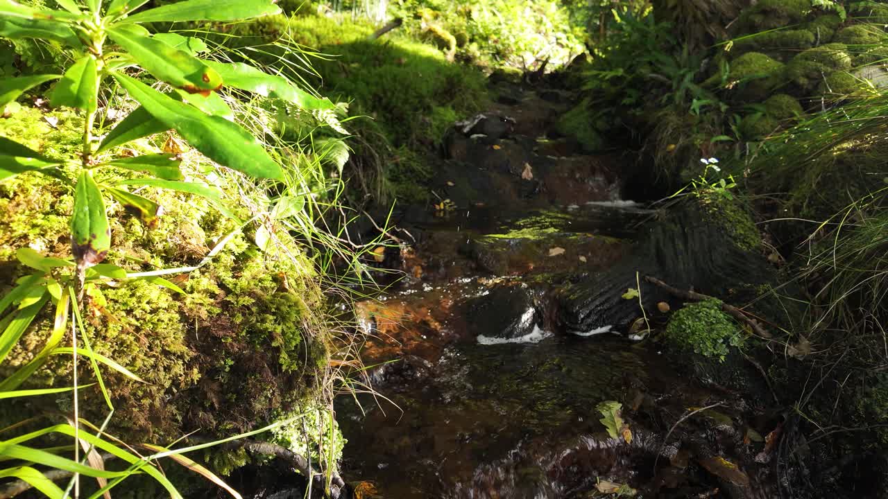 Low angle view looking up a small stream flowing through a lush forest