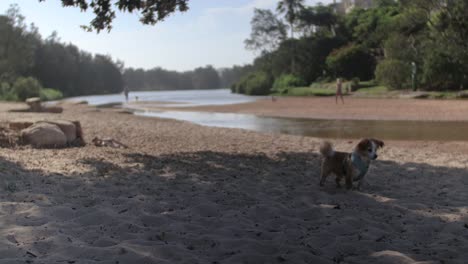 perro jugando en un parque para perros en la arena bajo un árbol cerca del agua en sydney en 4k