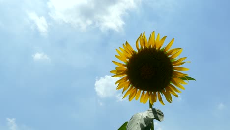 a sunflower an blue sky in tokyo, japan