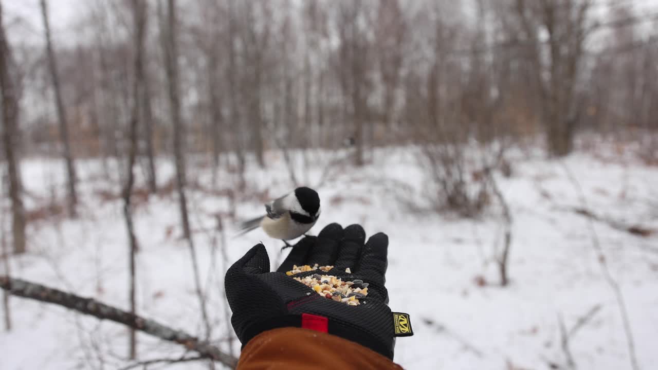 손 pov 슈퍼 슬로모에서 번갈아 가며 먹이를 주는 여러 박새