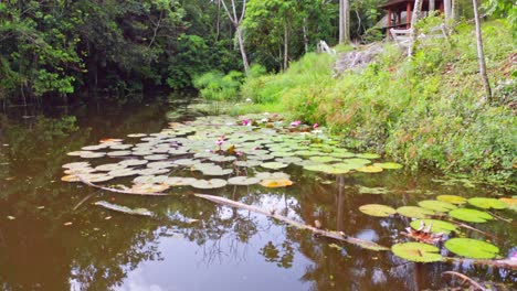 water lilies in the pond near jarabacoa, dominican republic - drone shot