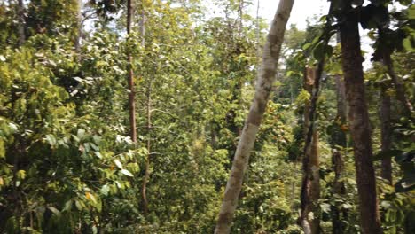 Panoramic-shot-of-the-tree-canopies-in-the-rainforest-of-Borneo